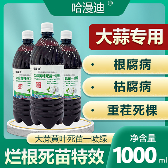 大蒜黄叶死苗一L(fng)--鑫科植保.jpg