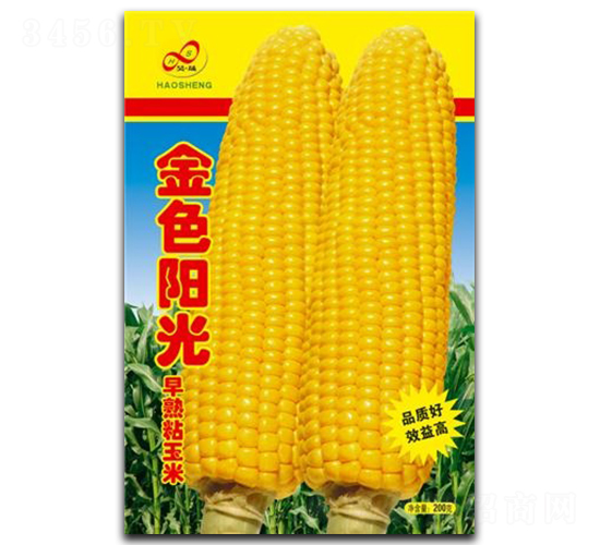 金色陽(yáng)光-糯玉米種子-昊晟種業(yè)