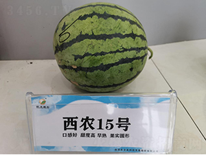 西農15號-西瓜種子-秦豐種業(yè)
