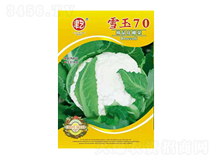 花菜種子-雪玉70-邯豐農(nóng)業(yè)